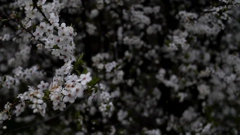 A strong wind sways the branches of a flowering tree. Stock Footage 128749885