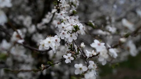 A strong wind sways the branches of a flowering tree. Stock Footage 128751150