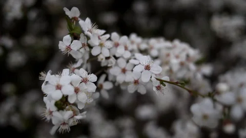 A strong wind sways the branches of a flowering tree. Stock Footage 128751836