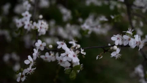 A strong wind sways the branches of a flowering tree before the rain begins. Stock Footage 128751881