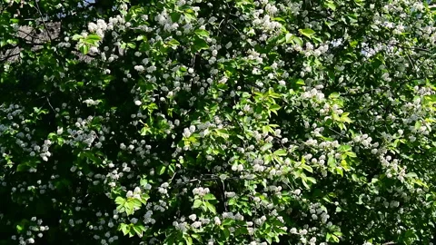 A strong wind sways the branches of a flowering bird cherry Stock Footage 133160407