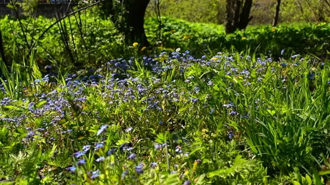 Strong wind sways grass and blue forget-me-not flowers on a summer meadow Stock Footage 131156450