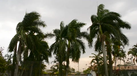 Strong wind sways palm trees Vídeo Stock 41417528