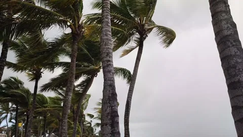 A strong wind sways the palms Stock Footage 172394145