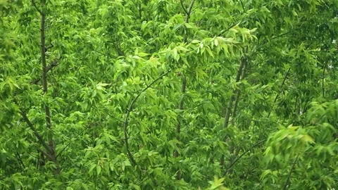 Strong wind sways tree branches and leaves, stormy weather. 動画素材 130854539