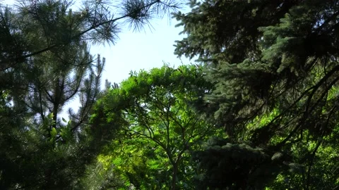 Strong wind sways tree of Rhus typhina (Staghorn sumac, Anacardiaceae). Stock Footage 134463152