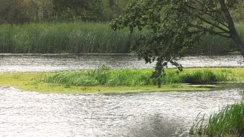 A strong wind sways the trees and shrubs on the shore. Stock Footage 106407019