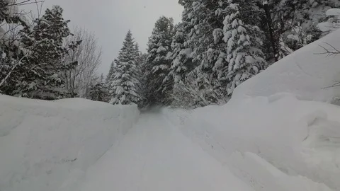 Strong Wind Swinging Tree Branches Snowfall In the Forest Stock Footage 101741627
