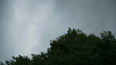 A strong wind swings a tree Stock Footage 93525631