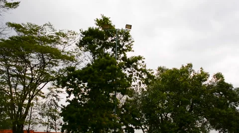 Strong wind swings trees Vídeo Stock 41421690