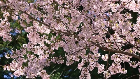 A strong wind tears off the petals from the branches of cherry blossoms. Stock Footage 87193056