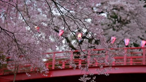 Strong wind tears the petals of cherry blossoms. Stock Footage 79720634