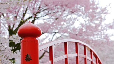 Strong wind tears the petals of cherry blossoms. Stock Footage 79722181