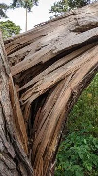 From the strong wind, the thick tree cracked and fell to the ground Stock Photos