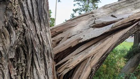 From the strong wind, the thick tree cracked and fell to the ground Stock Photos