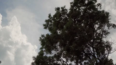 Strong wind before thunderstorm rocks large tree. Stock Footage 197612950