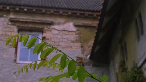 Strong wind, tree, window in old house 스톡 동영상 211234622