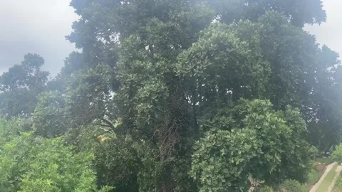 Strong wind in trees Stock Footage 270151611