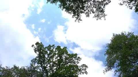 Strong wind in the treetops Stock Footage 201010922