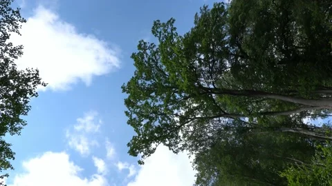Strong wind in the treetops Stock Footage 201011138