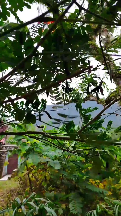 Strong wind under the trees Stock Footage 329411690