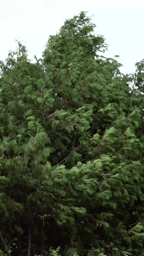 Strong wind vigorously shakes dense green trees, making branches Vídeo Stock 342084648