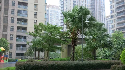 Strong wind?blown palm trees swaying in heavy rain inside residential Stock Footage 344208220