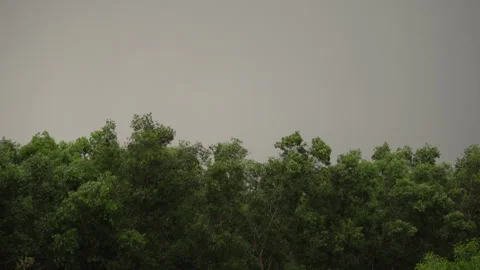 Strong winds and rain in the forest. trees, lightning Stock Footage 152565882