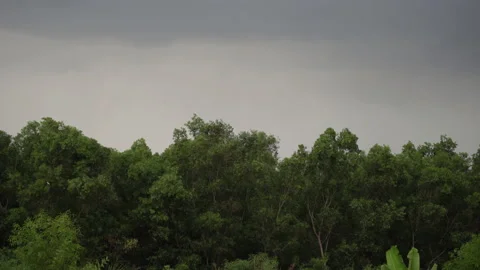 Strong winds and rain in the forest. trees, lightning Stock Footage 152565883