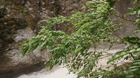 Strong winds and rain shook the trees Stock-Footage 67480625