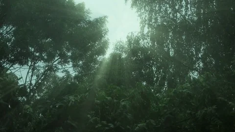 Strong winds and rain shook the trees sun rays 動画素材 77165711