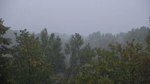 Strong winds and rain shook the trees Stock Footage 92101825