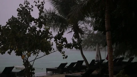 Strong winds and rain shook the trees in dark night. Tropical rain falling on Vidéo 125802605
