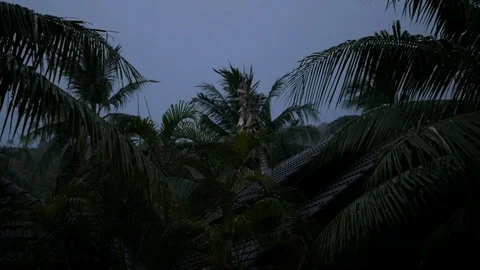 Strong winds and rain shook the trees in dark night. Tropical rain falling on Vidéo 127152065