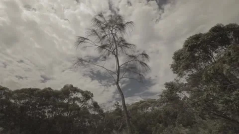 Strong winds and shaking trees 스톡 동영상 146456820