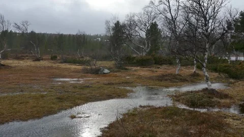 Strong winds bend birch trees over waterlogged wetland in rugged northern nature Stock Footage 318197262