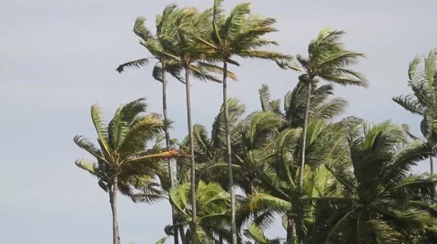 Strong winds blow palm trees on hawaii north shore beach Video stock 44403491