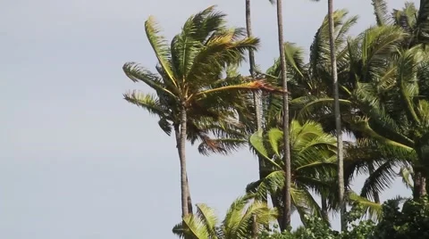 Strong winds blow palm trees on hawaii north shore beach 02 Video stock 44403506