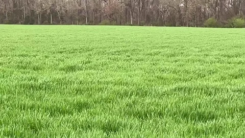 Strong winds blowing across large expanses of grass. Stock Footage 312967053