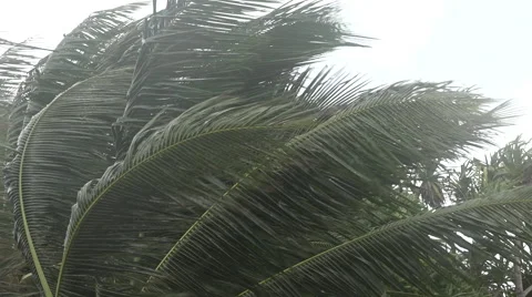 Strong winds blowing palm trees in Funafuti, Tuvalu HD Video Stock Footage 64799236