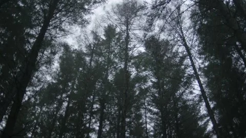 Strong winds blowing treetops in a dark and spooky forest, slow motion Stock Footage 300144273