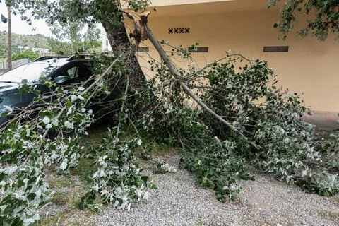 Strong winds caused a tree to fall on a car Stock-Fotos