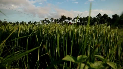 Strong winds Stock Footage 332225883