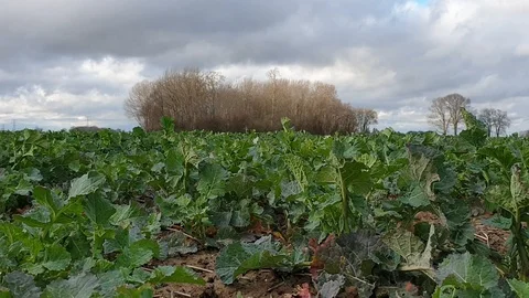Strong winds overlooking vegetation and farm in country side of France, Europe Stock Footage 126356289