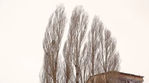 Strong winds shake poplar trees hard in winter. Birds (crows) can hardly fly Stock Footage 172256466