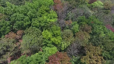 Strong winds shake the tree branches in the forest Stock Footage 155397967