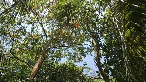 Strong winds shaking the trees Stock Footage 330539647