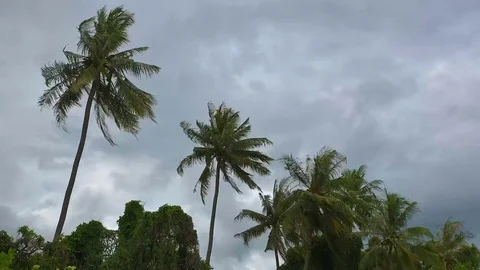 Strong winds shook the Coconut palm trees before a storm in rainy season. 库存影片 77196113