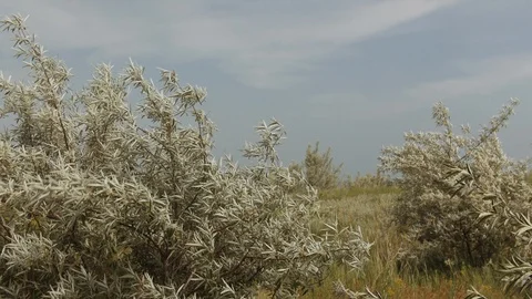 Strong winds shook the trees. Tropical storm with dramatic clouds. Wild nature. Stock Footage 110911165