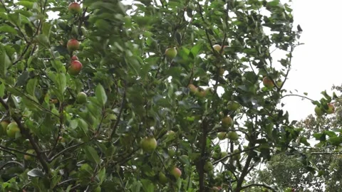 Strong winds from Storm Floris affecting apple trees, UK Stock Footage 315019555